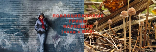 шишки Козловка